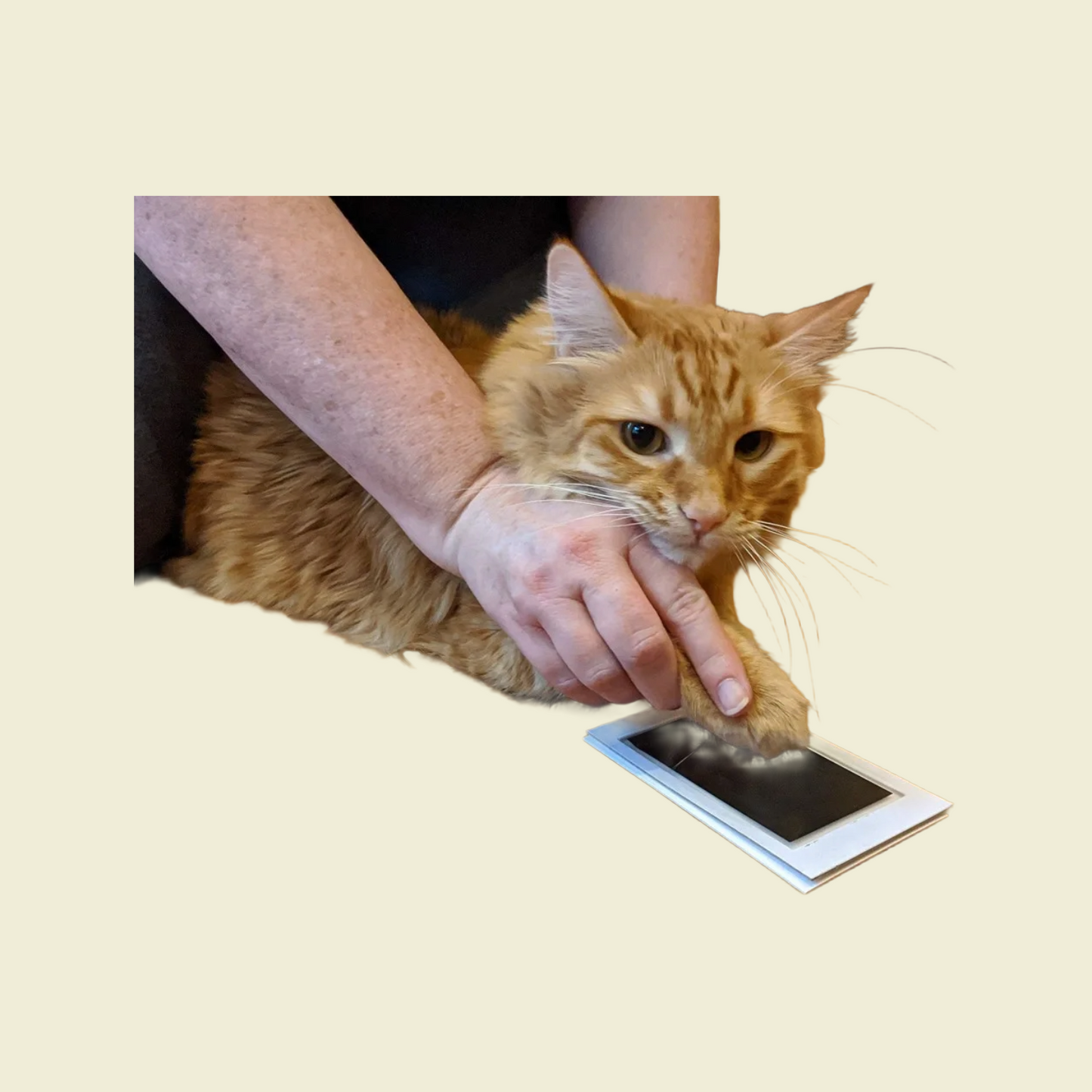 PawTouch