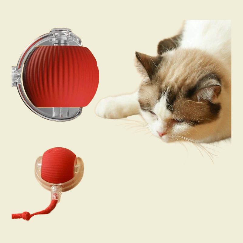 PawBall