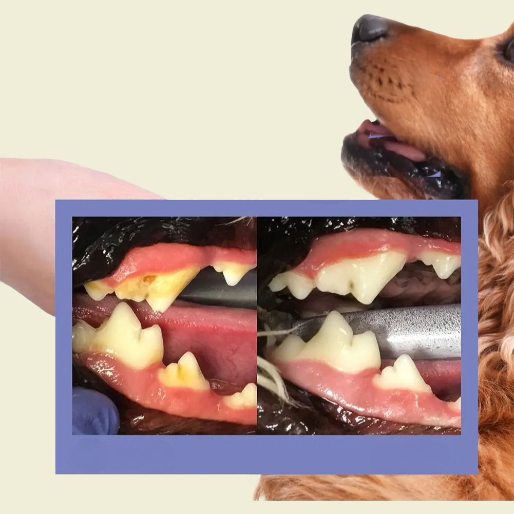 PawFresh
