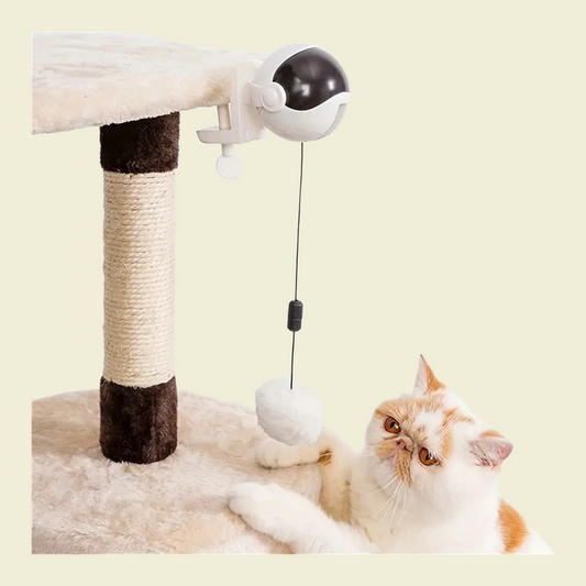 CatJoy