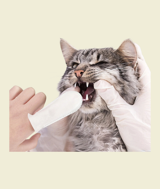 PawDent